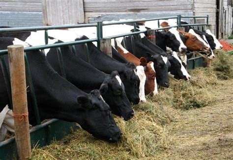 What Is Stock Or Animal Farming